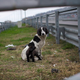 Illustration for article titled The Dogs Of Sochi